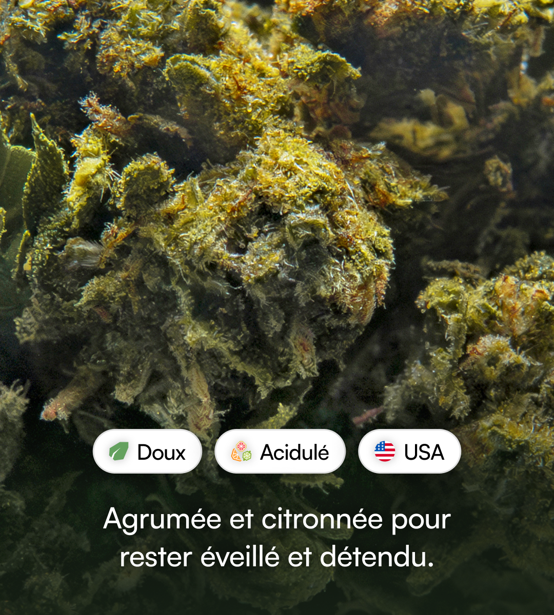 Liberty Haze