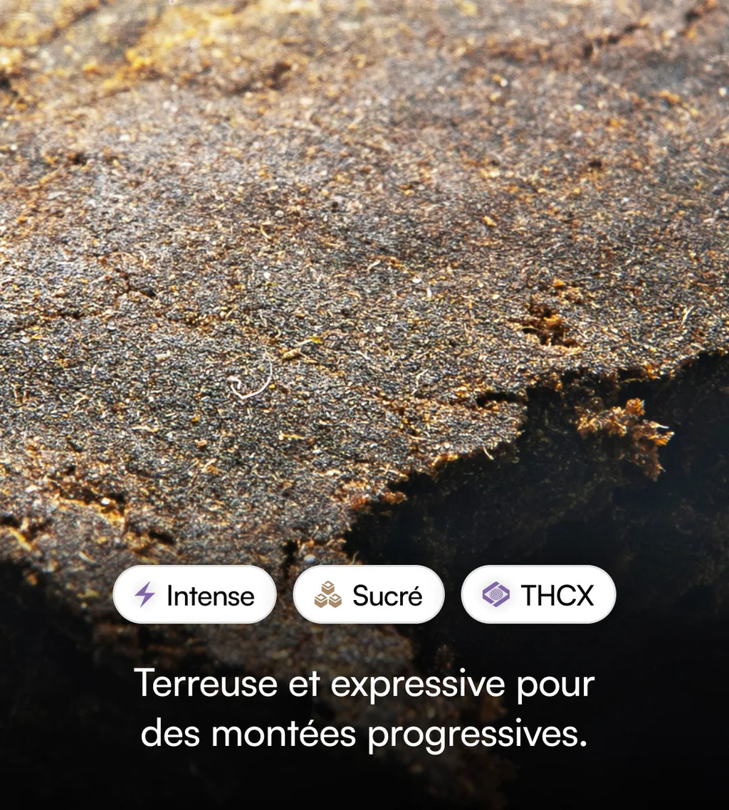 Marocain THCX