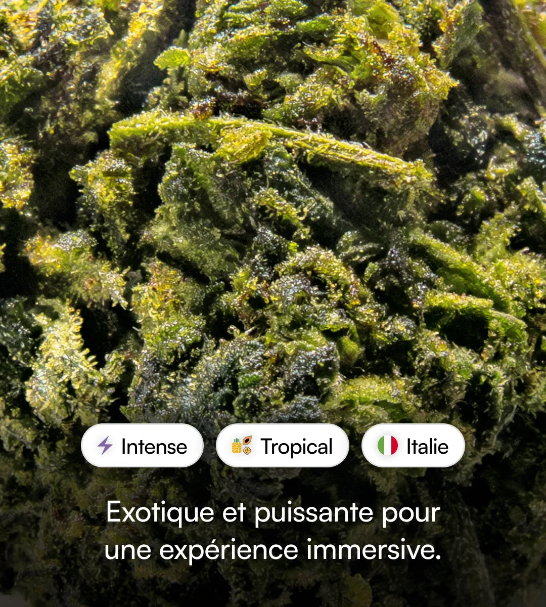 Tropical Kush THCX