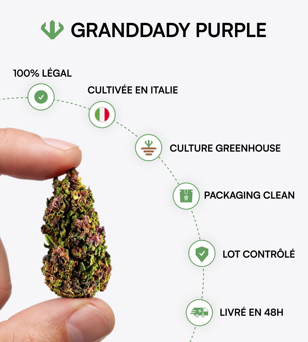 Granddady Purple
