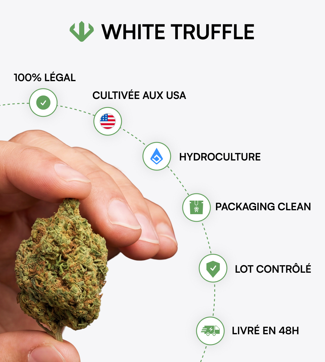 White Truffle