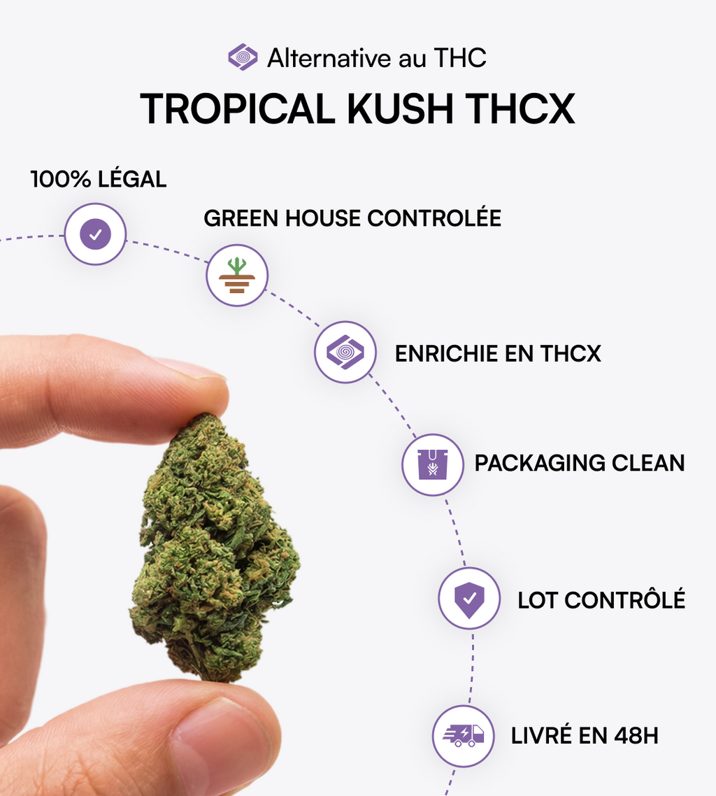 Tropical Kush THCX